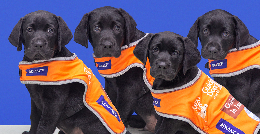 Guide Dogs Queensland 2021 Great Priory Donation