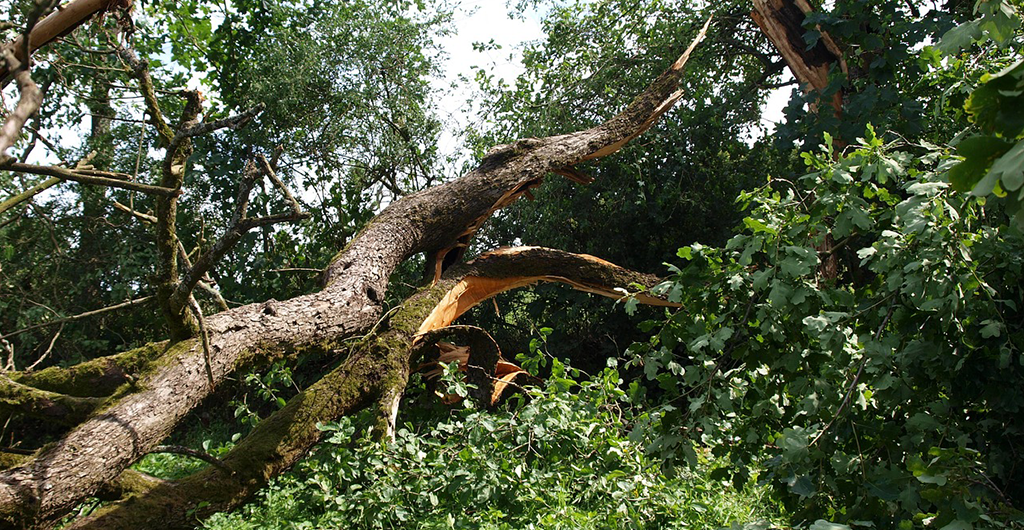 24 01 16 Seq Storms Latest News