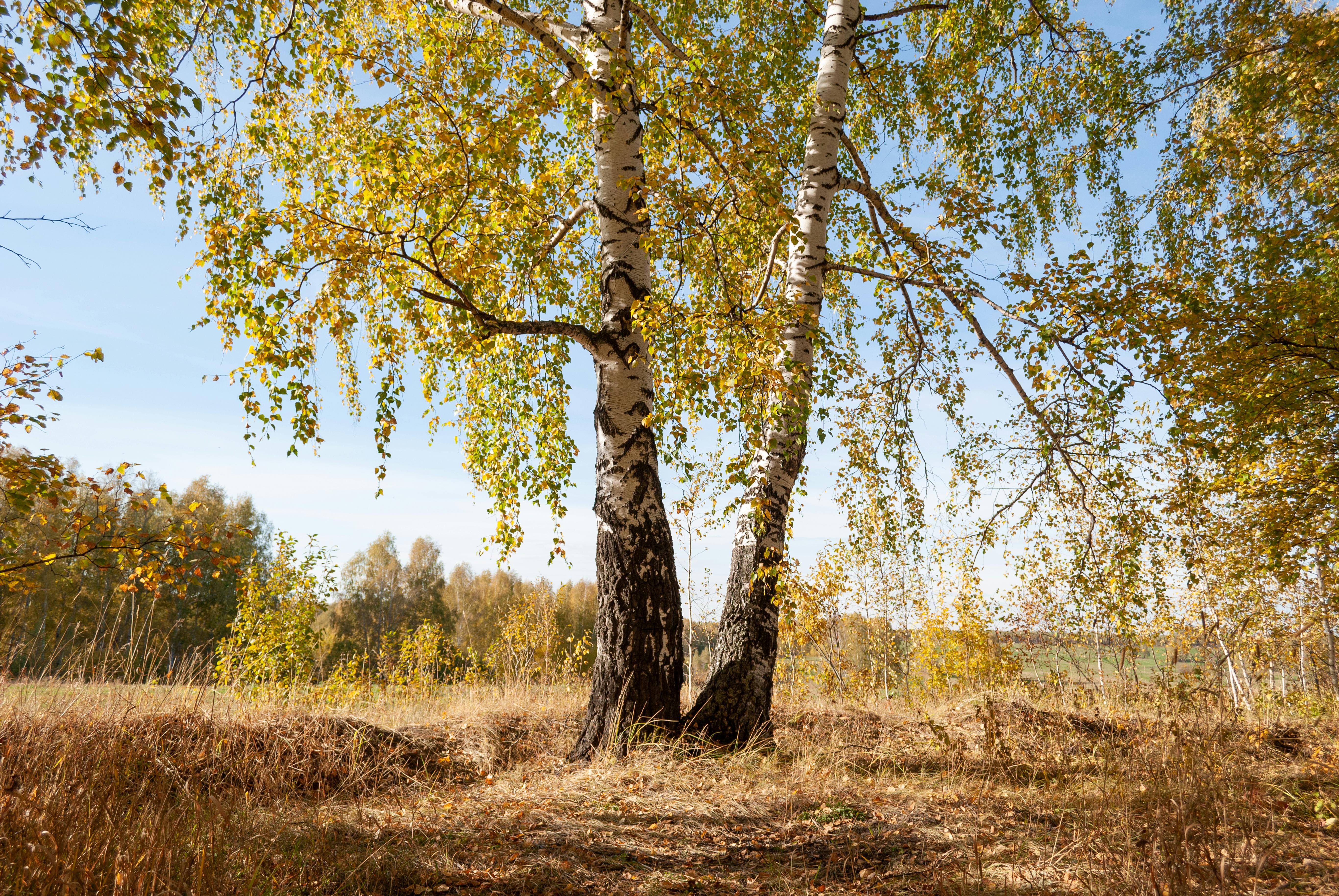 Pexels Mikhail Peace 939247406 30396397